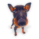 Puppy (9) icon